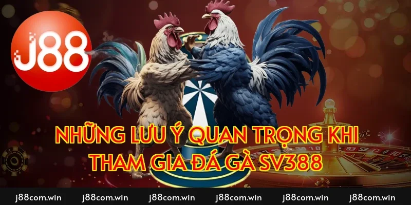 Những lưu ý quan trọng khi tham gia đá gà SV388
