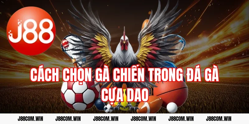 Cách chọn gà chiến trong đá gà cựa dao