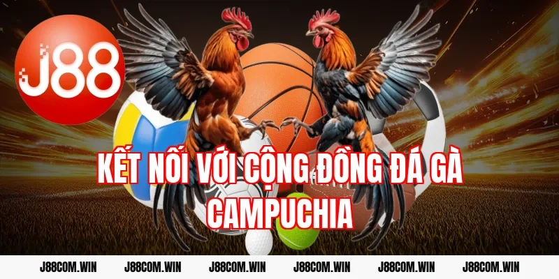 Kết nối với cộng đồng đá gà Campuchia