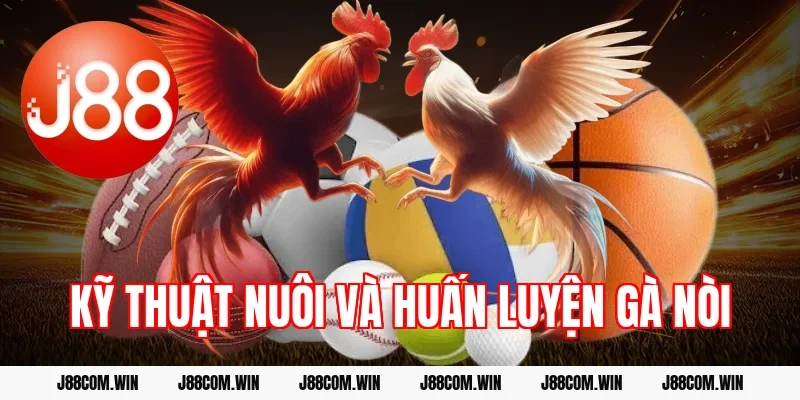 Kỹ thuật nuôi và huấn luyện gà nòi