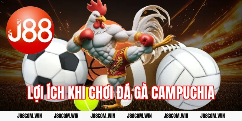 Lợi ích khi chơi đá gà Campuchia