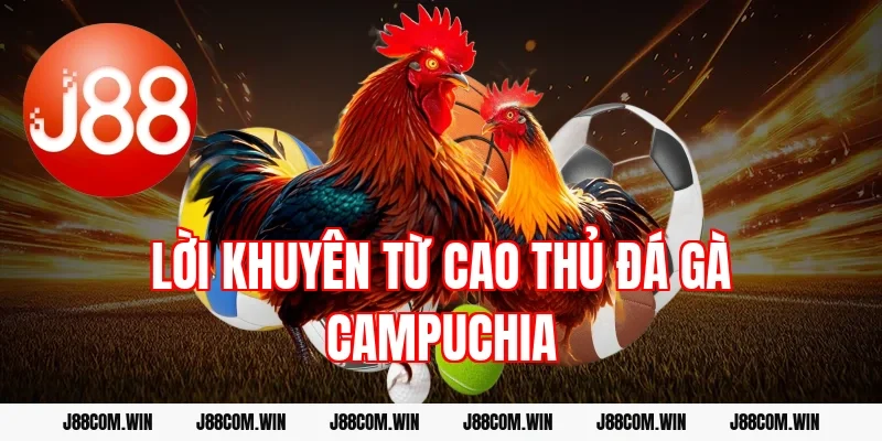 Lời khuyên từ cao thủ đá gà Campuchia