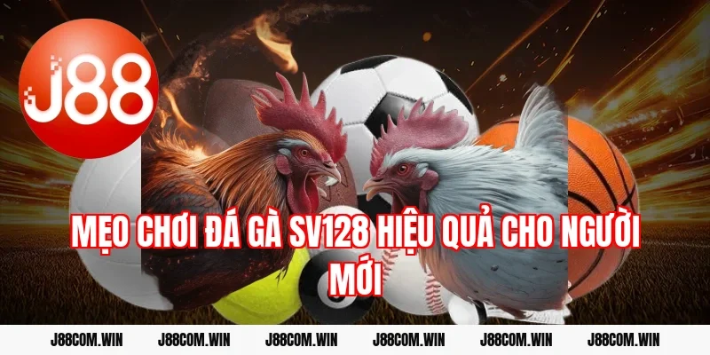 Mẹo chơi Đá gà SV128 hiệu quả cho người mới