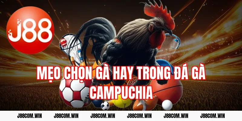 Mẹo chọn gà hay trong đá gà Campuchia