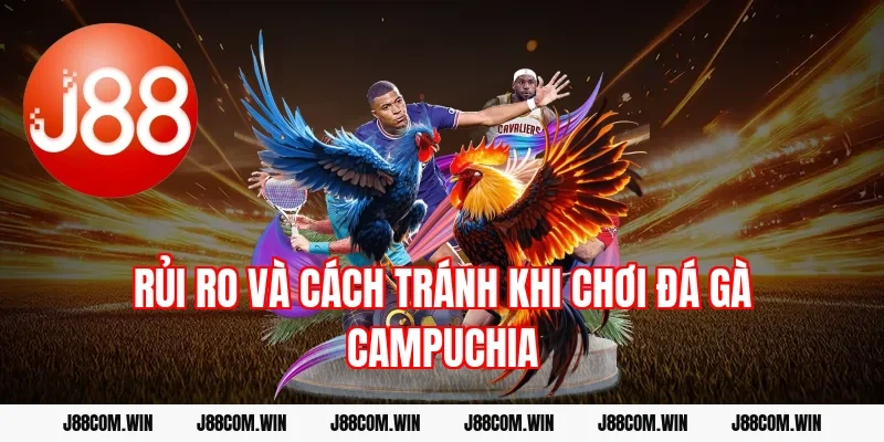 Rủi ro và cách tránh khi chơi đá gà Campuchia